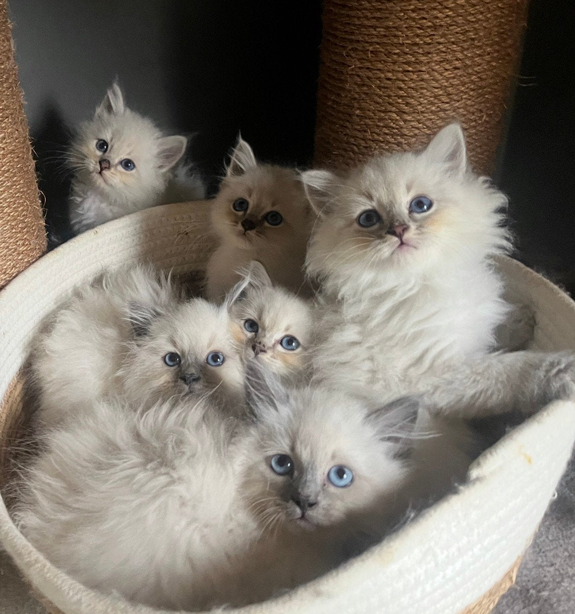 Prachtige raszuivere Siberische kittens met stamboom, Meerdere dieren, Ontwormd