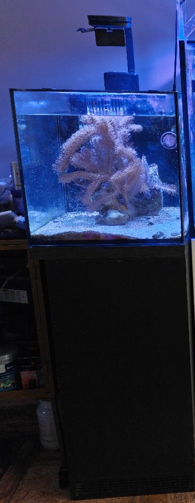 redsea 75 opgezet voor langs aquarium, Dieren en Toebehoren, Ophalen, Red Sea, Gebruikt, Leeg aquarium