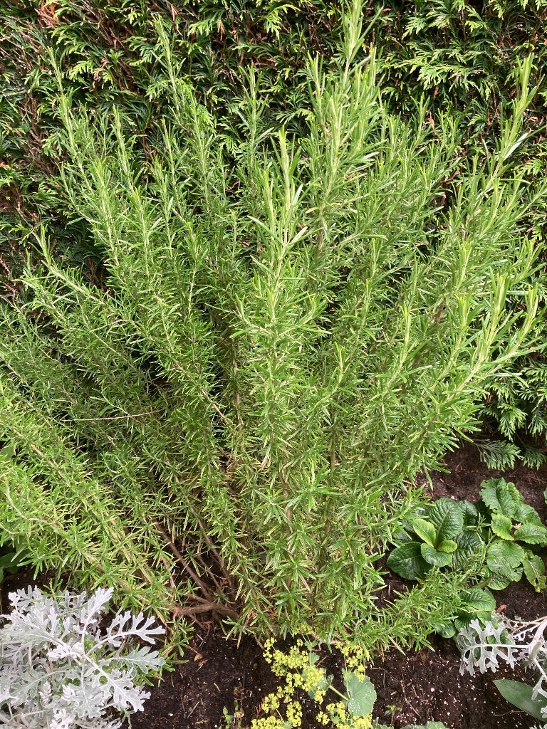Rozemarijn Struik (ca 1m), Tuin en Terras, Planten | Tuinplanten, Ophalen, Vaste plant, Overige soorten, Halfschaduw