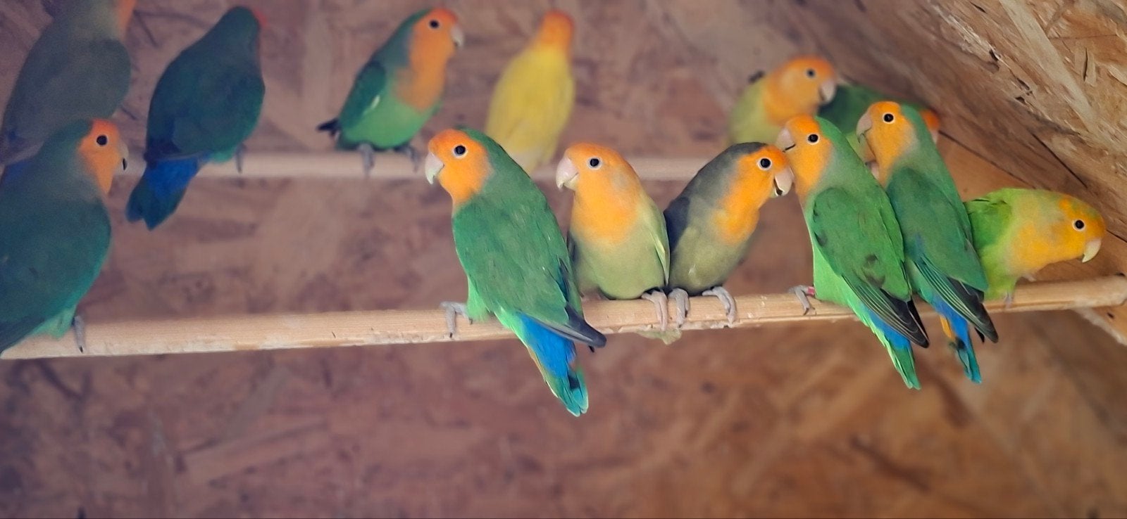 diverse oranjemasker agaporniden, Meerdere dieren, Parkiet