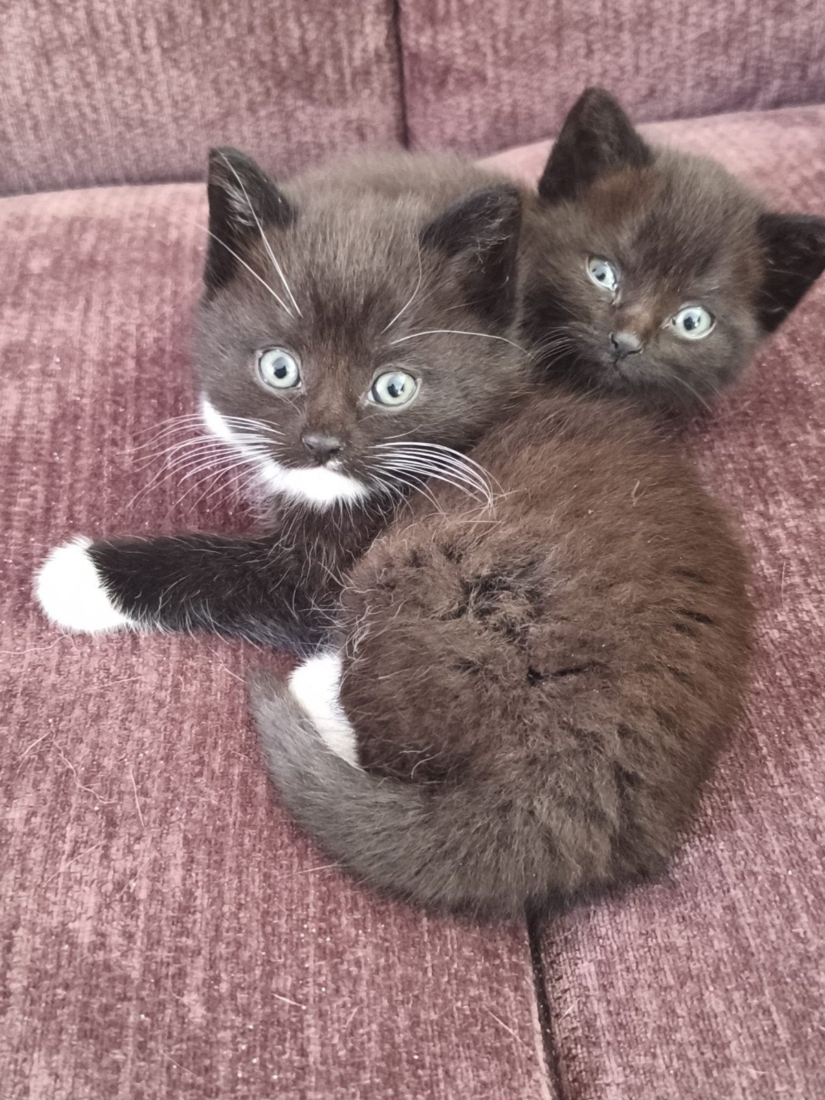 britse korthaar mixjes, Meerdere dieren, Kortharig, 0 tot 2 jaar