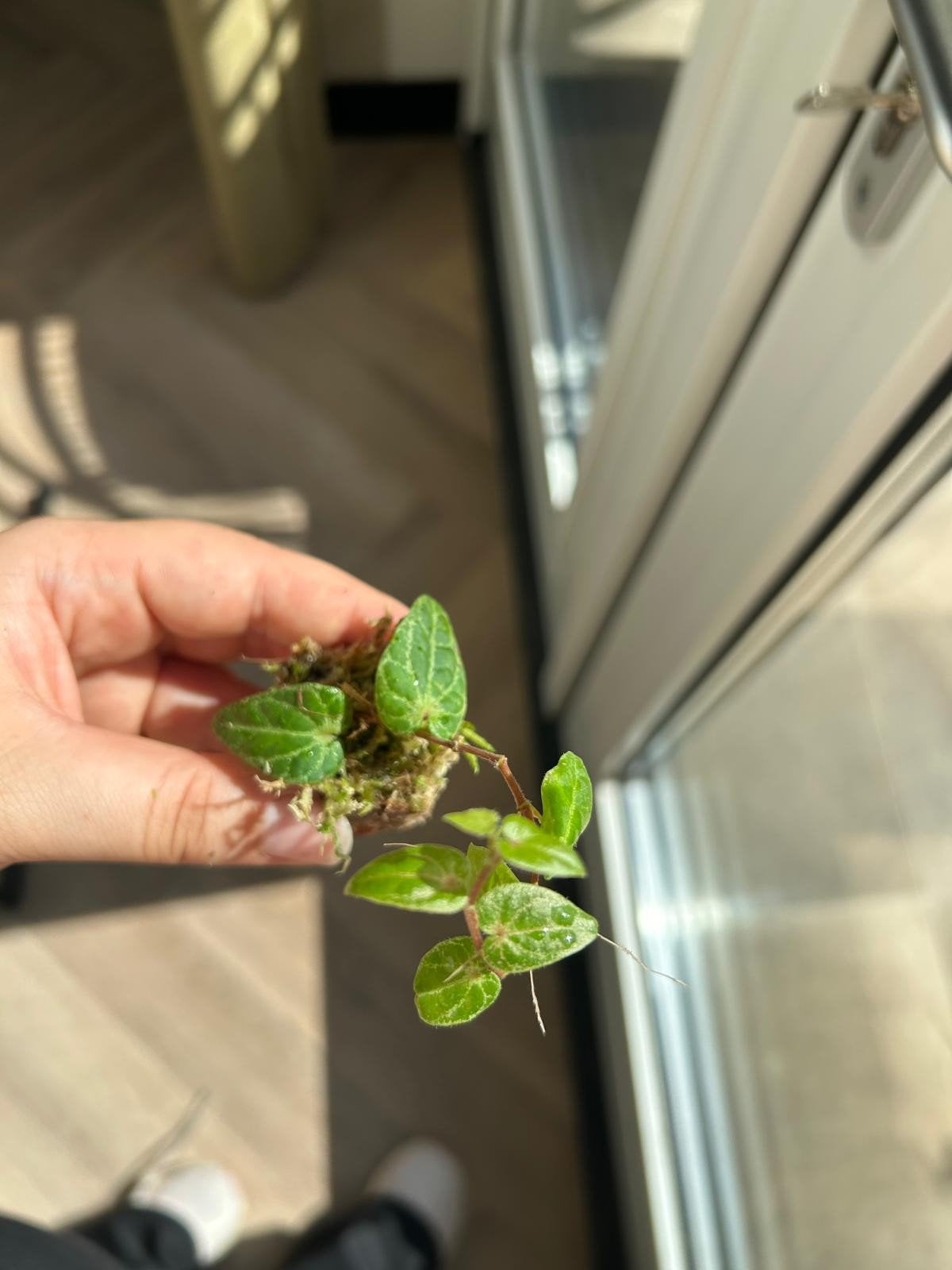 Piper sp. Japan – gewortelde stekjes, terrariumplant, Huis en Inrichting, Kamerplanten, Ophalen of Verzenden