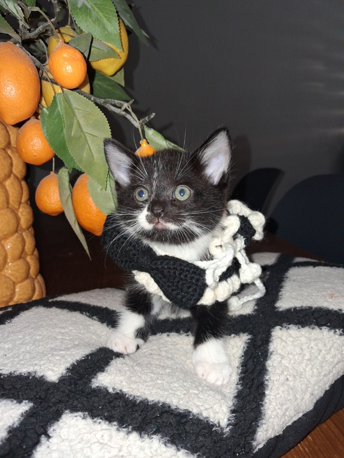 kittens, Meerdere dieren, Ontwormd