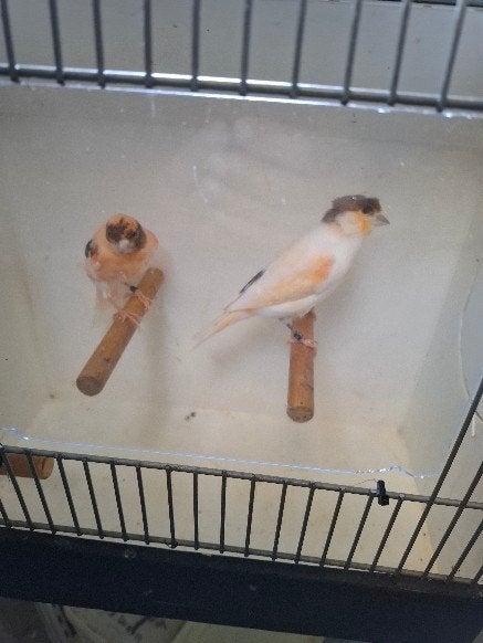 te koop koppel Harlekijnen, Meerdere dieren, Postuurkanarie
