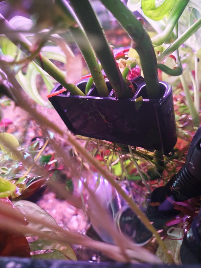 Planten houder voor kamerplanten aquarium, Ophalen, Nieuw, Plant(en), Steen of Hout
