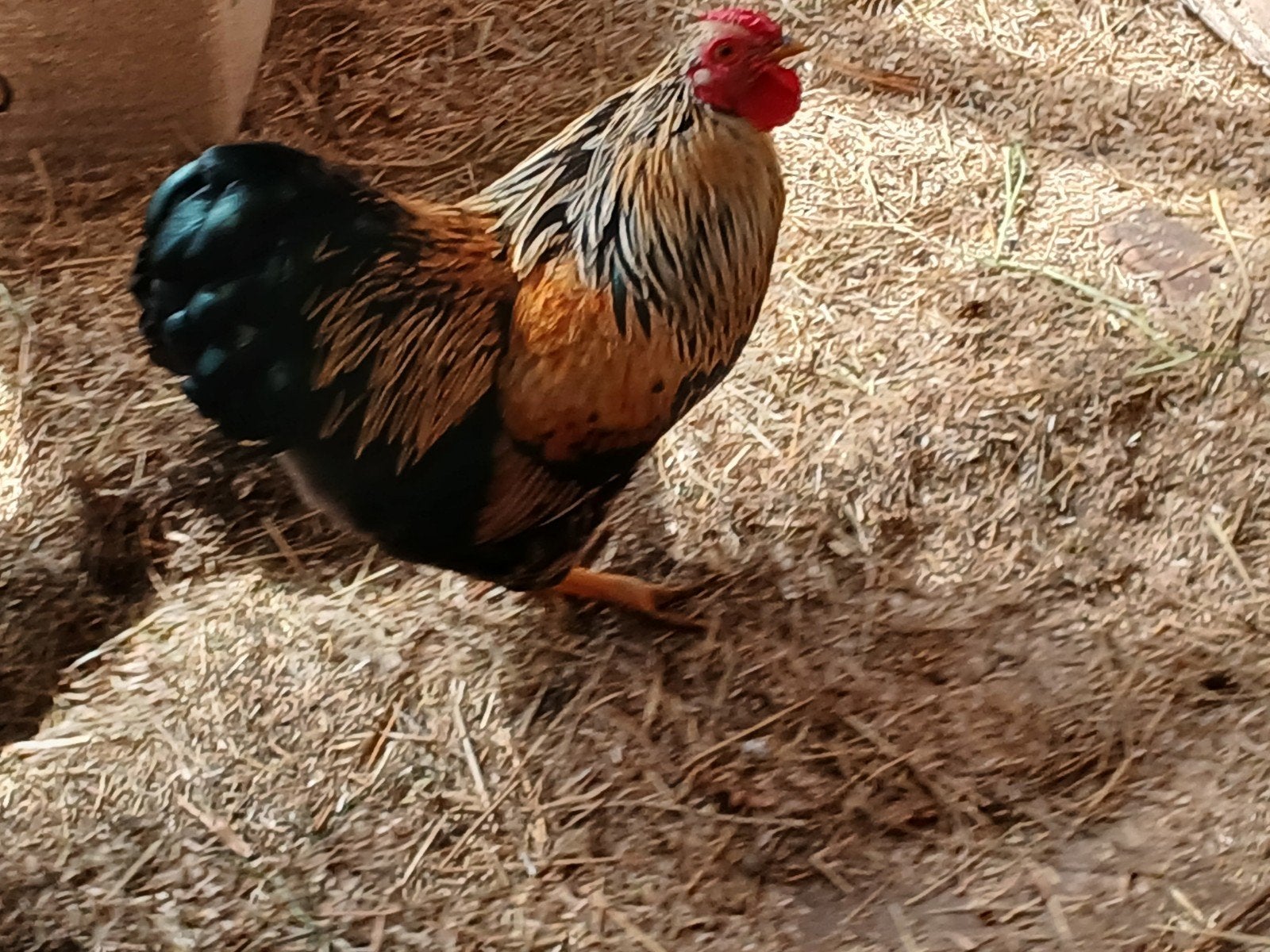 Wyandotte kriel haan, Dieren en Toebehoren, Pluimvee, Mannelijk, Kip
