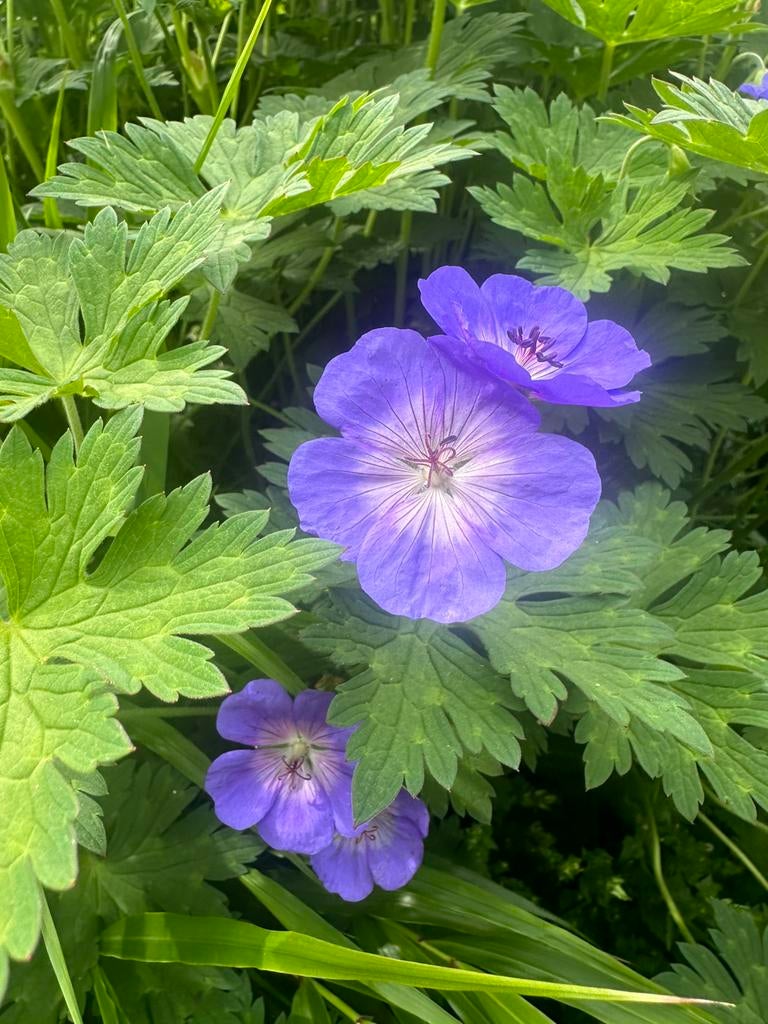 Geranium ‘Rozanne’, Tuin en Terras, Planten | Tuinplanten, Ophalen, Vaste plant, Bodembedekkers, Halfschaduw