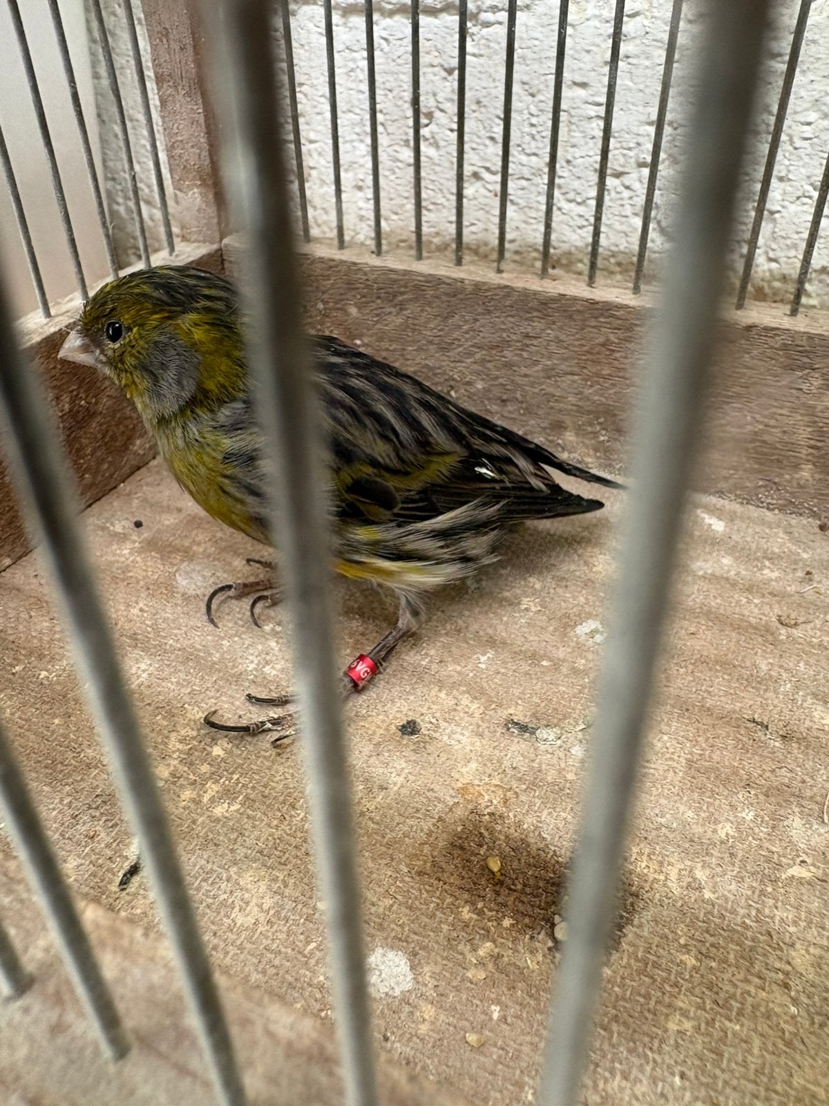 Kanarie man, Dieren en Toebehoren, Vogels | Overige Vogels, Mannelijk, Geringd