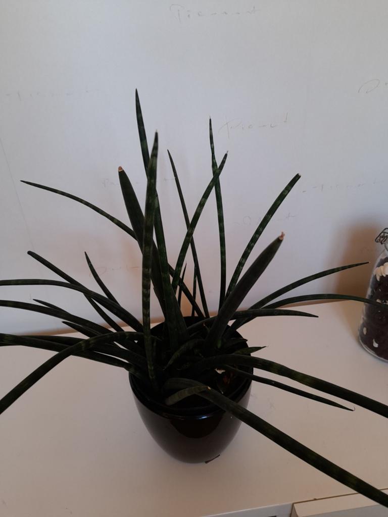 Sanseveria Fernwood, Huis en Inrichting, Kamerplanten, Ophalen, Halfschaduw, Minder dan 100 cm