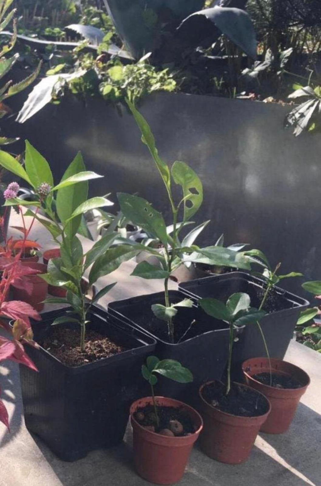 Biologische Mandarijn/Citrus stekjes zaailingen diverse, Fruitplant, In pot, Minder dan 100 cm, Bloeiende kamerplant