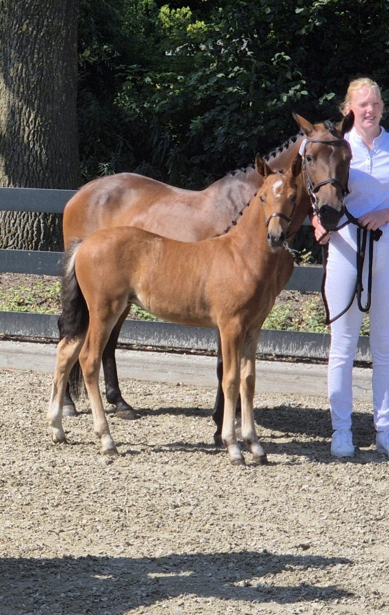 new forest pony merrie veulen, Merrie, D pony (1.37m tot 1.48m), 0 tot 2 jaar