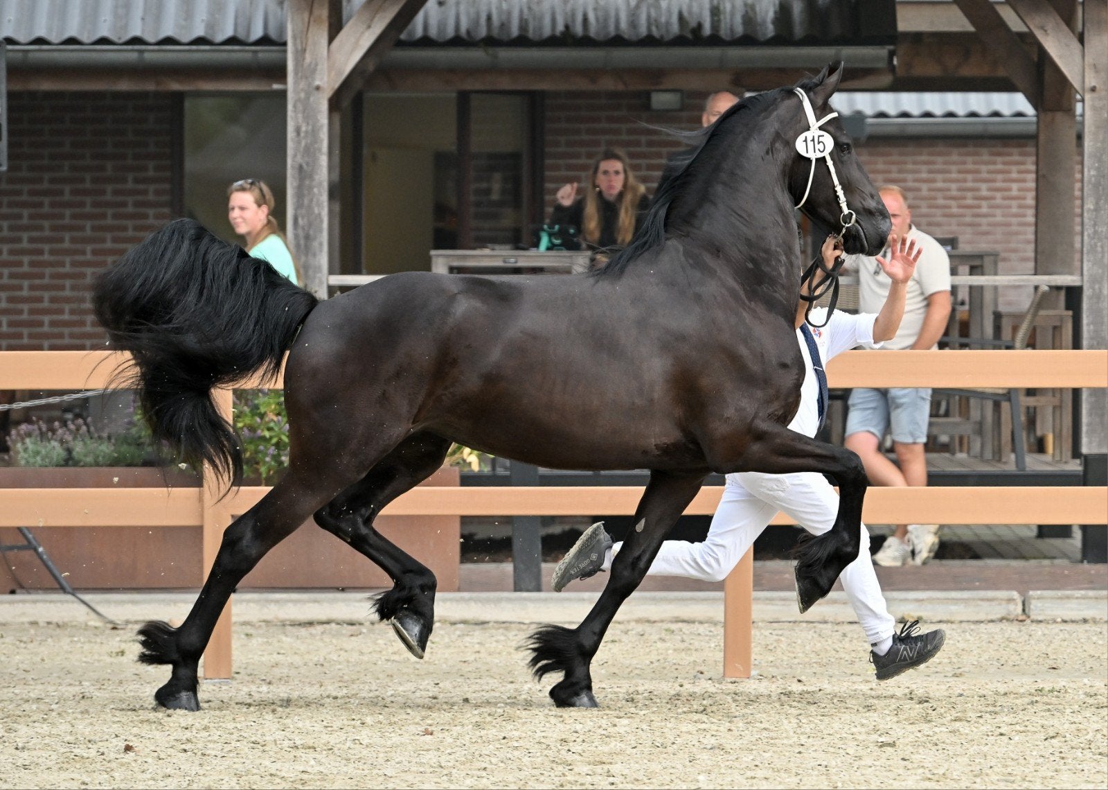 3 en 4 jarige friese merrie's te koop!, Dieren en Toebehoren, Paarden, Merrie, Recreatiepaard, 3 tot 6 jaar