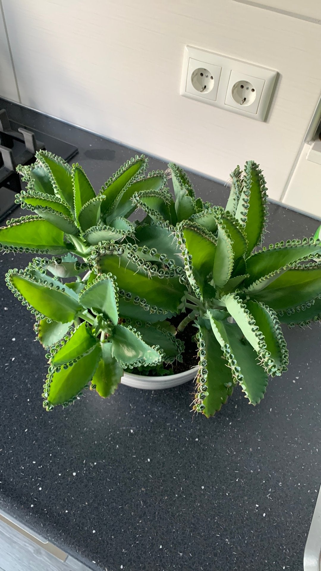 Vet plant met pot €10, Huis en Inrichting, Ophalen, Halfschaduw, Minder dan 100 cm