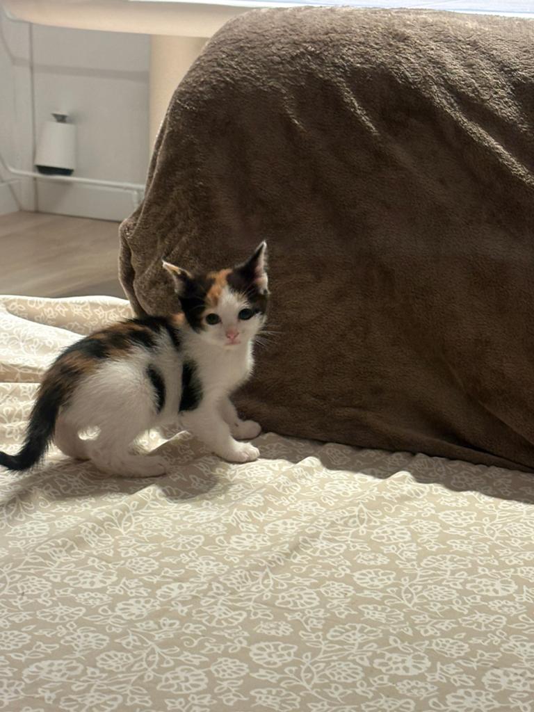 kortharig europees kittens € 200 poesje rotterdam, Dieren en Toebehoren, Katten en Kittens | Overige Katten, Poes, Kortharig, 0 tot 2 jaar