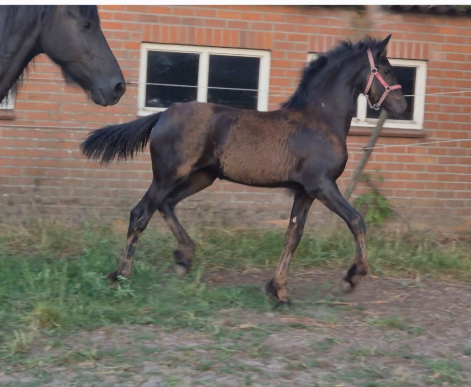 Fries veulen uit mooie moederlijn geb 06-03-2026 vader Faust, Dieren en Toebehoren, Paarden, Merrie, 0 tot 2 jaar