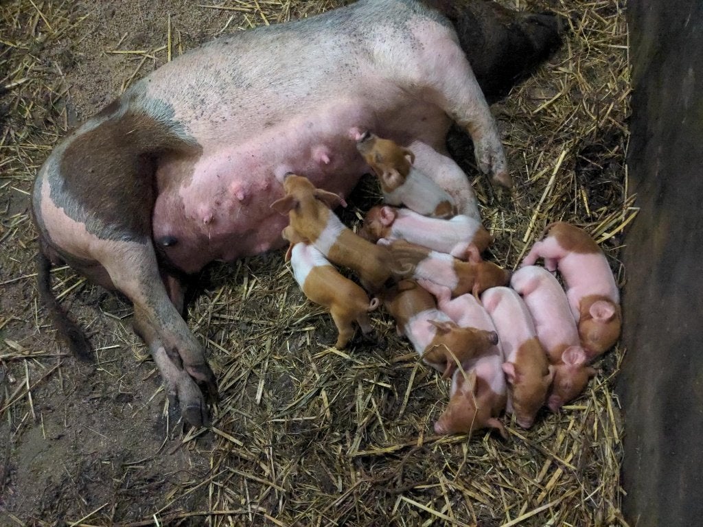 Husumer biggen 30-9 geboren €.100, Meerdere dieren, Varken, 0 tot 2 jaar