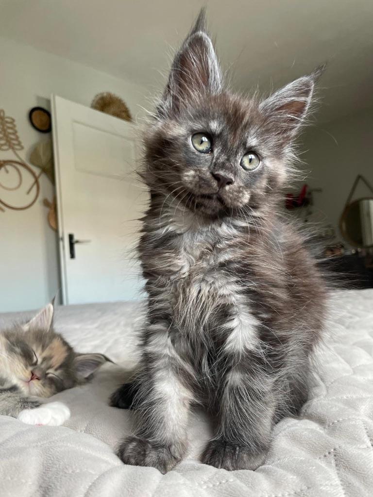 Prachtige Maine coon Kittens, Dieren en Toebehoren, Katten en Kittens | Raskatten | Langhaar, Meerdere dieren, Met stamboom, 0 tot 2 jaar