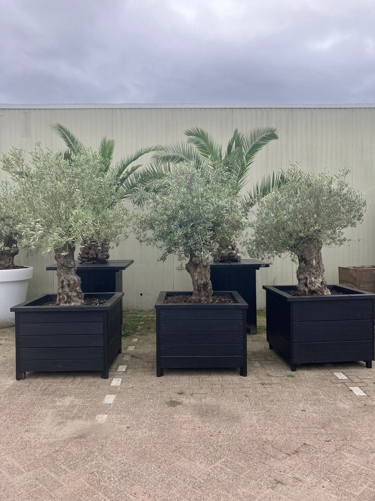 Olijfbomen in hardhouten bloembak!, Tuin en Terras, Planten | Bomen, Ophalen, Halfschaduw, 100 tot 250 cm, Olijfboom