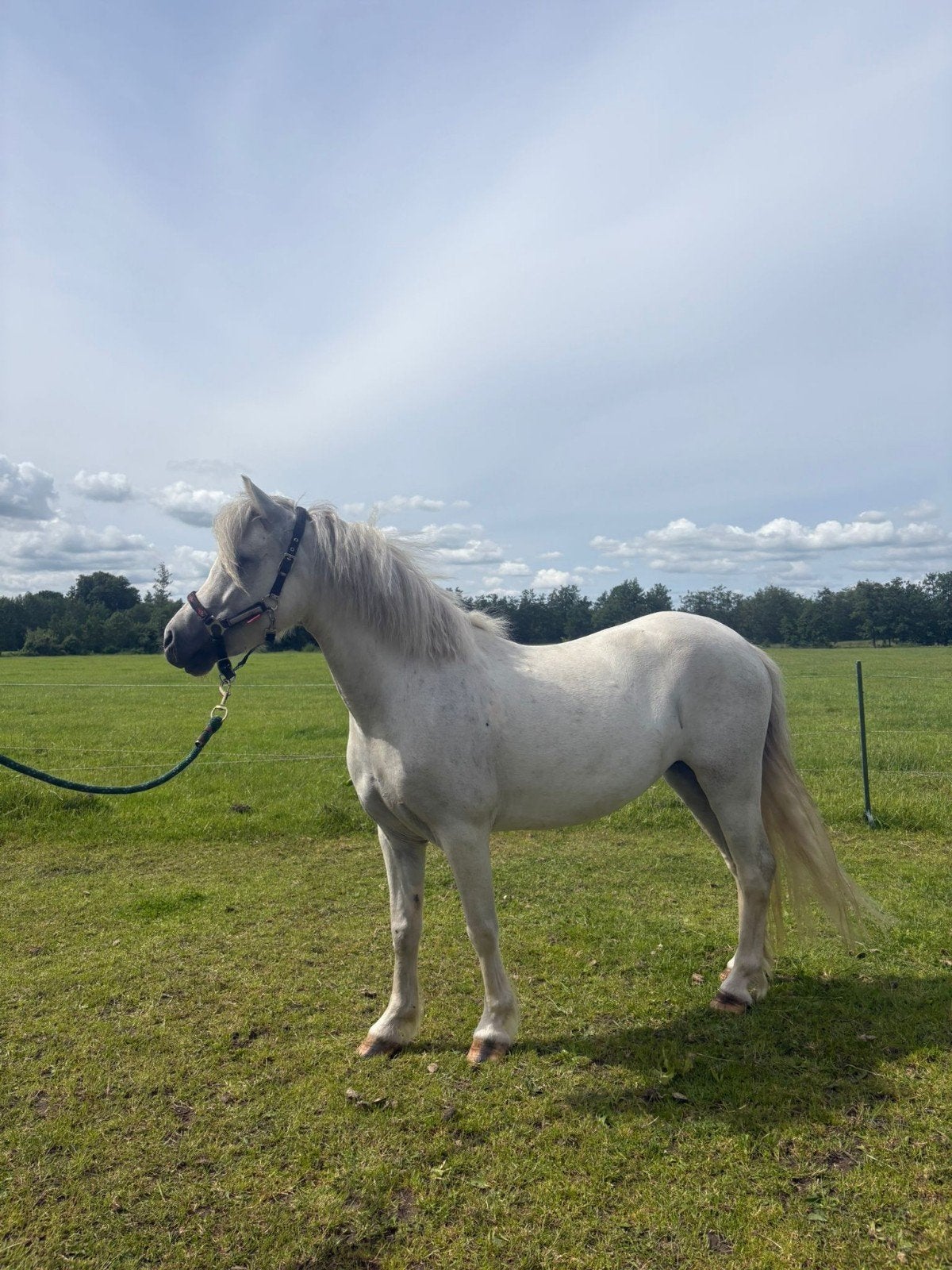 6 jarige A welsh pony merrie, Merrie, 3 tot 6 jaar