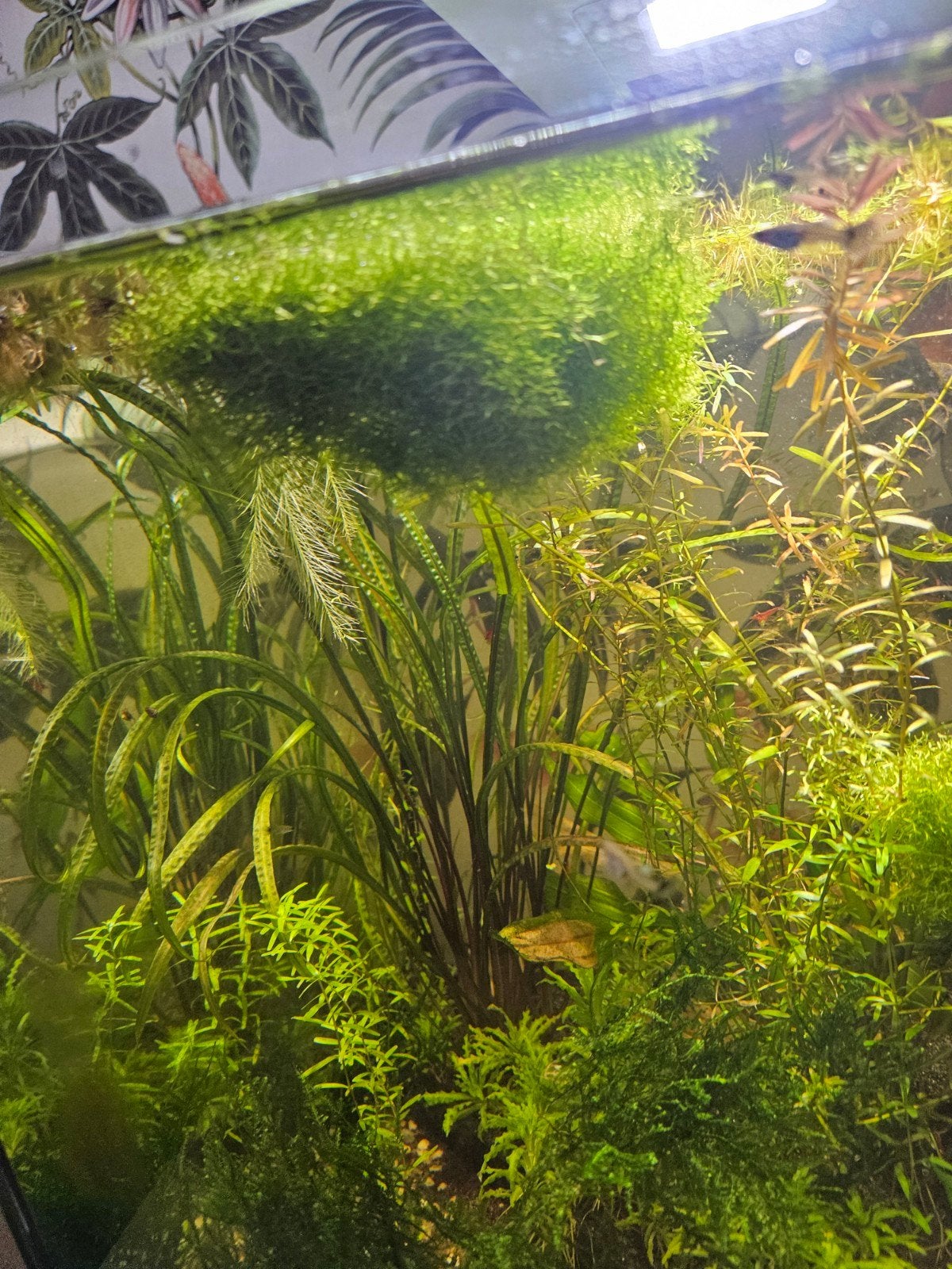 watervorkje mos, Dieren en Toebehoren, Ophalen, Plant(en), Steen of Hout