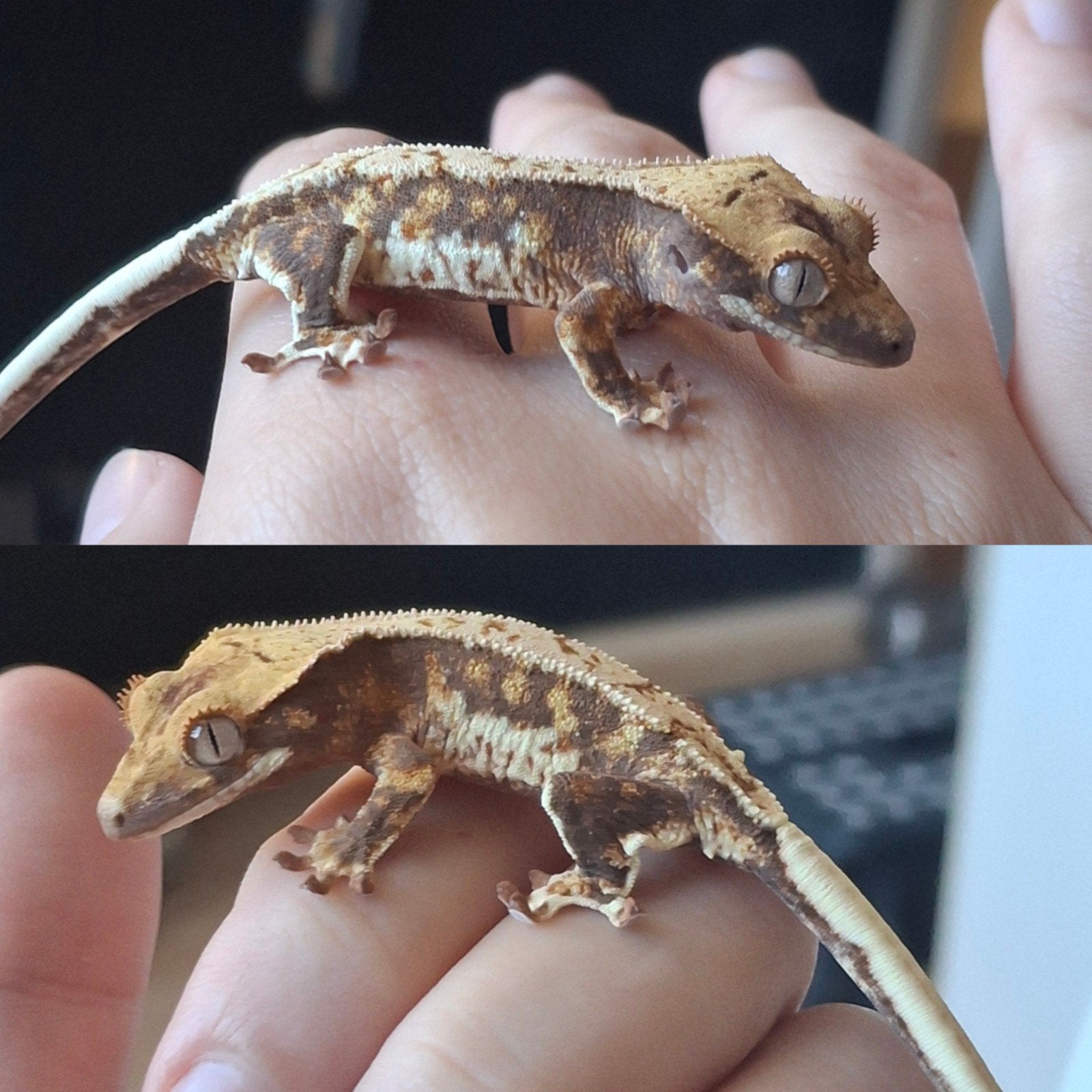 Leuke tricolor lilly white wimpergekko/crested gecko 0.0.1 Crested Gecko - female for sale from Lotus' Creatures