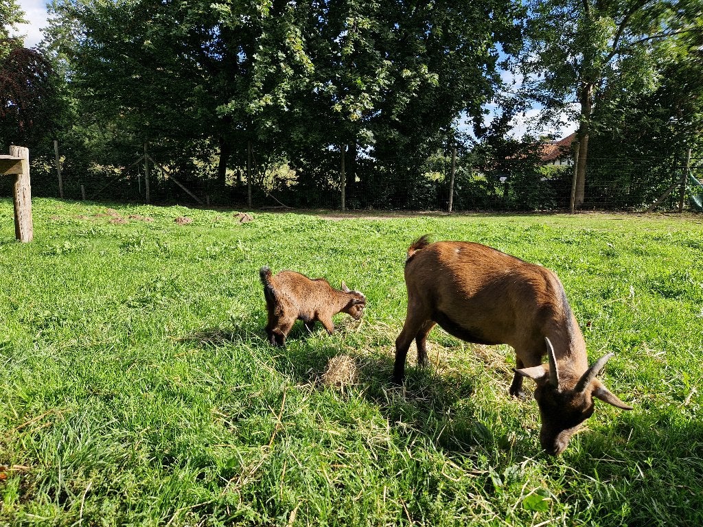 Dwerggeit met lammetje, Dieren en Toebehoren, Vrouwelijk, Geit, 3 tot 5 jaar