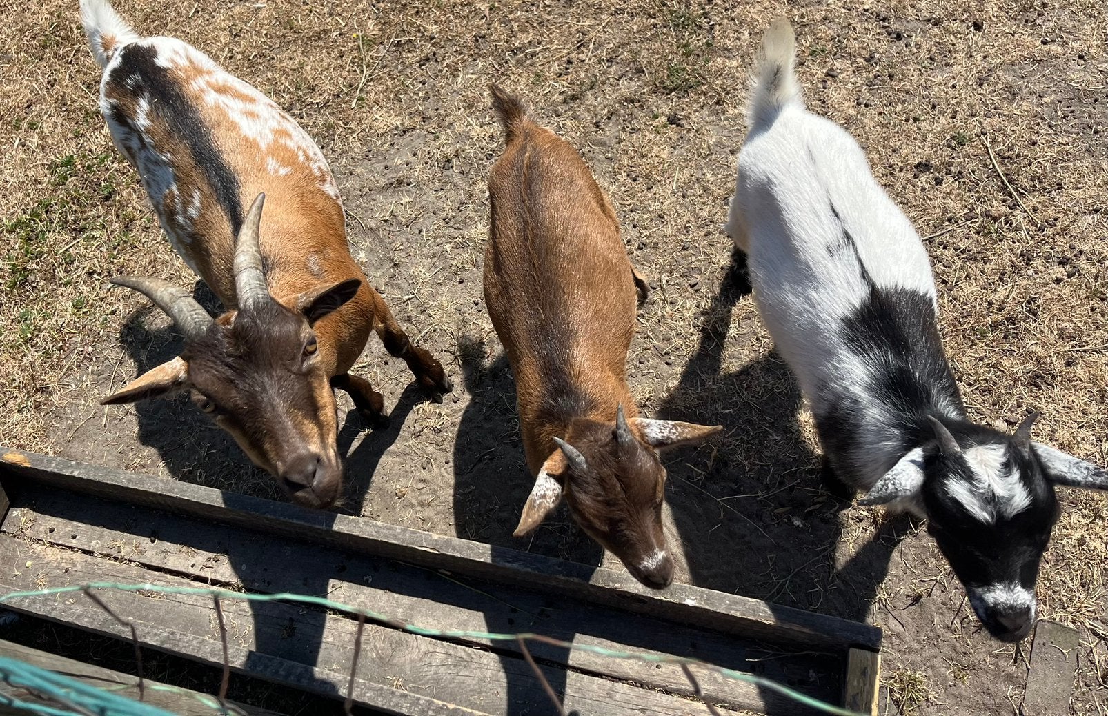 Mooi stelletje (moeder met 2 geitjes), Dieren en Toebehoren, Schapen, Geiten en Varkens, Vrouwelijk, Geit, 0 tot 2 jaar