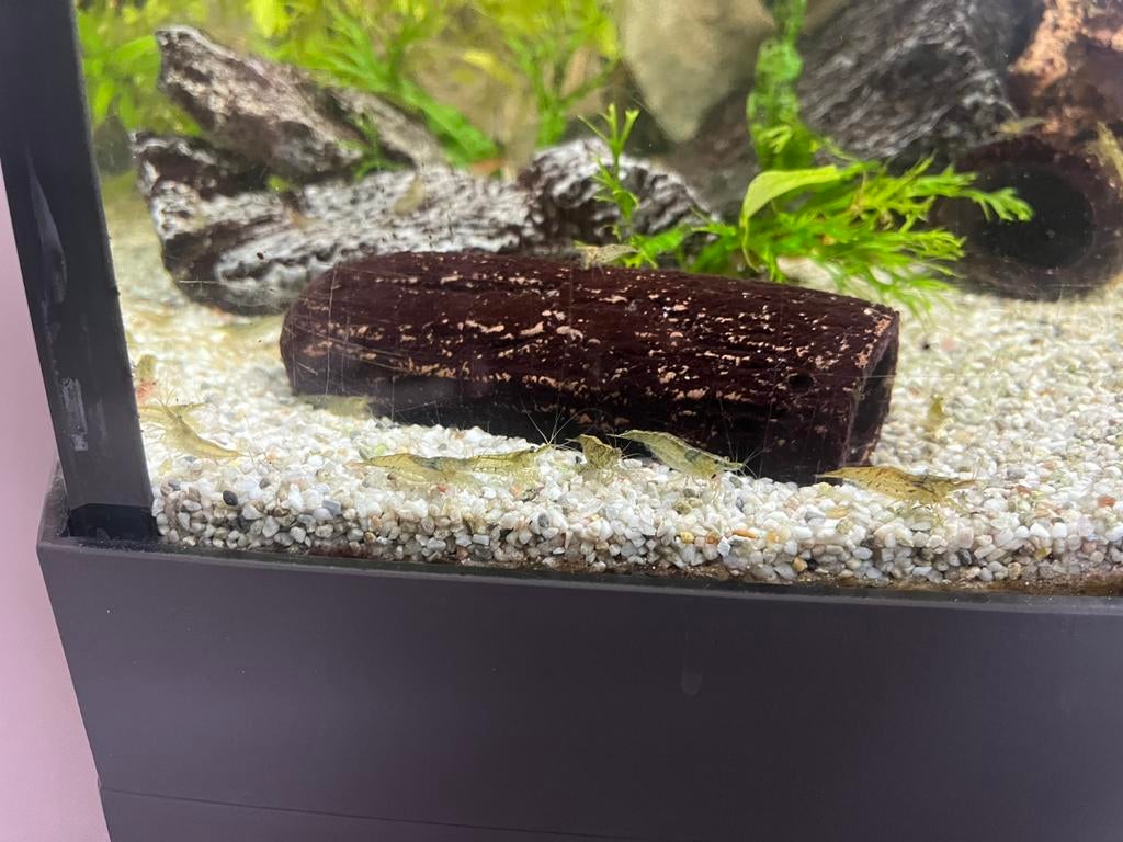 Garnalen aquarium, Dieren en Toebehoren, Vissen | Aquariumvissen, Kreeft, Krab of Garnaal, Zoetwatervis