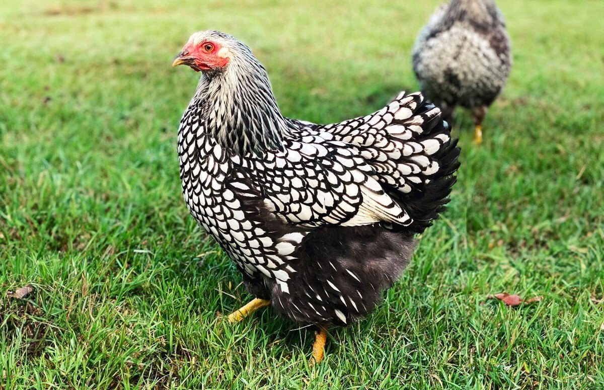 3x wyandotte kriel zilver zwart gezoomd  te koop, Dieren en Toebehoren, Vrouwelijk, Kip