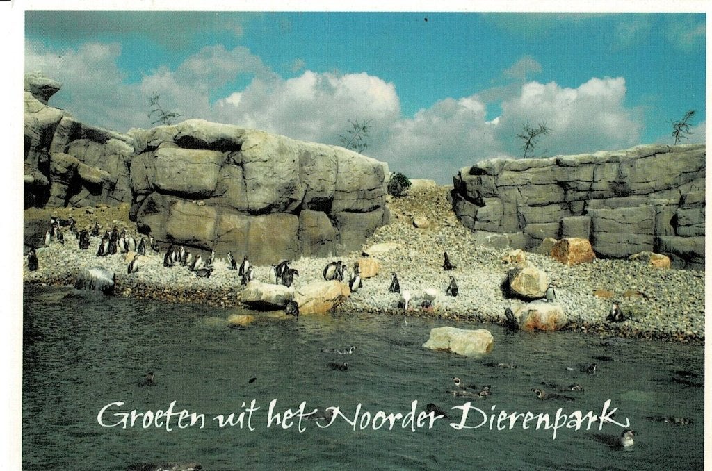 Emmen, Noorder Dierenpark, Pinguïn, Ophalen of Verzenden, Gelopen, Drenthe