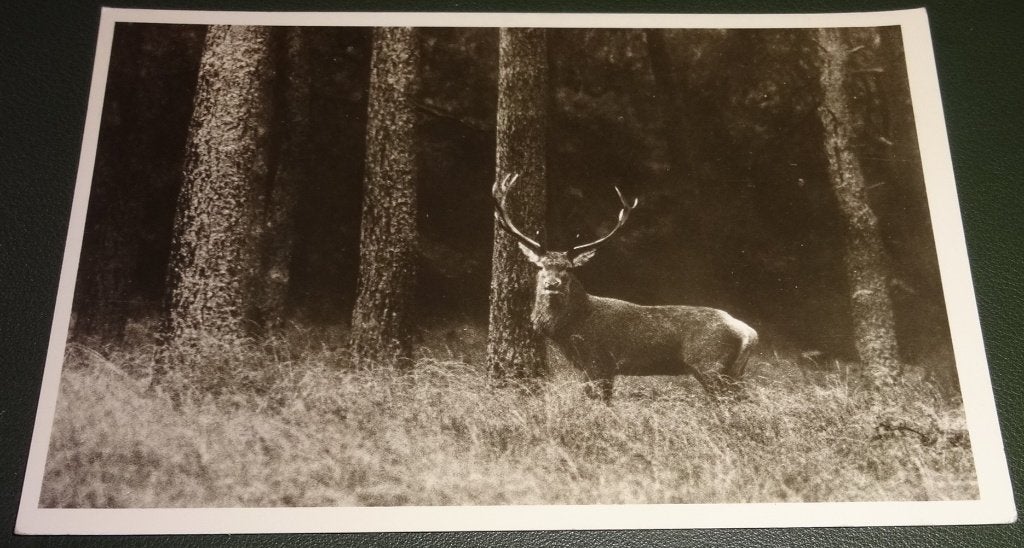 Gelderland - Hoge Veluwe - Edelhert - KPN01, Verzamelen, Verzenden, 1940 tot 1960, Gelopen, Gelderland