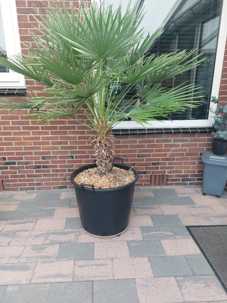Prachtige waaierpalm, Volle zon, Vaste plant, Zomer, Ophalen