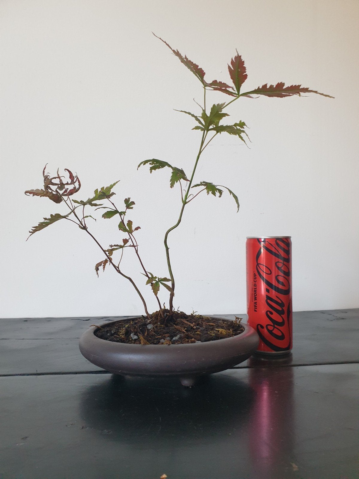 Bonsai 3 keer japanse esdoorn, Ophalen of Verzenden, Bloeit niet, Overige soorten, Halfschaduw