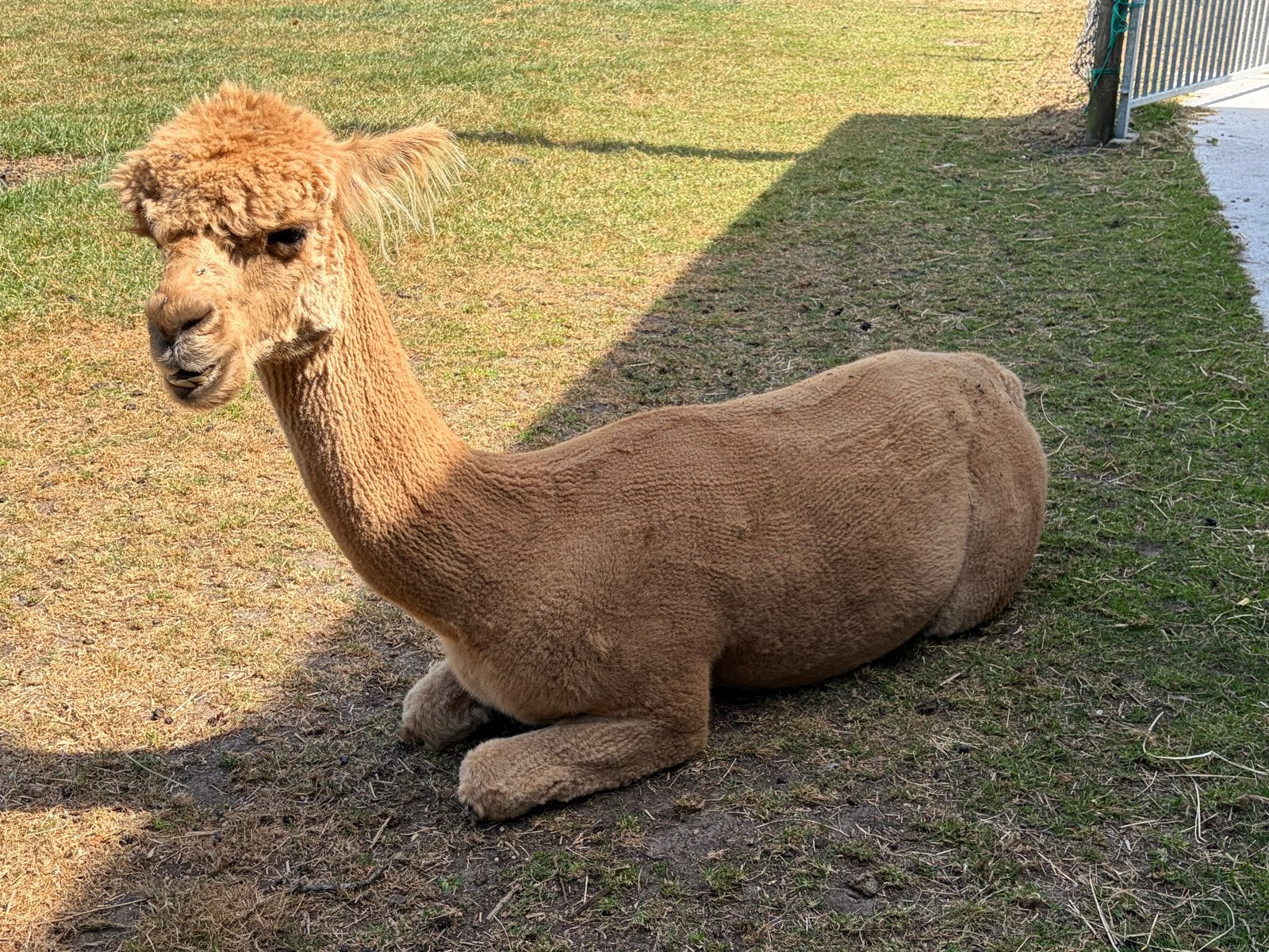 Foto 3 van Te koop goed bewezen alpaca hengst van 2021