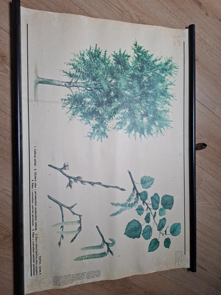 Vintage Botanische Schoolplaat - Populier (Topol Osika), Antiek en Kunst, Antiek | Schoolplaten, Ophalen of Verzenden