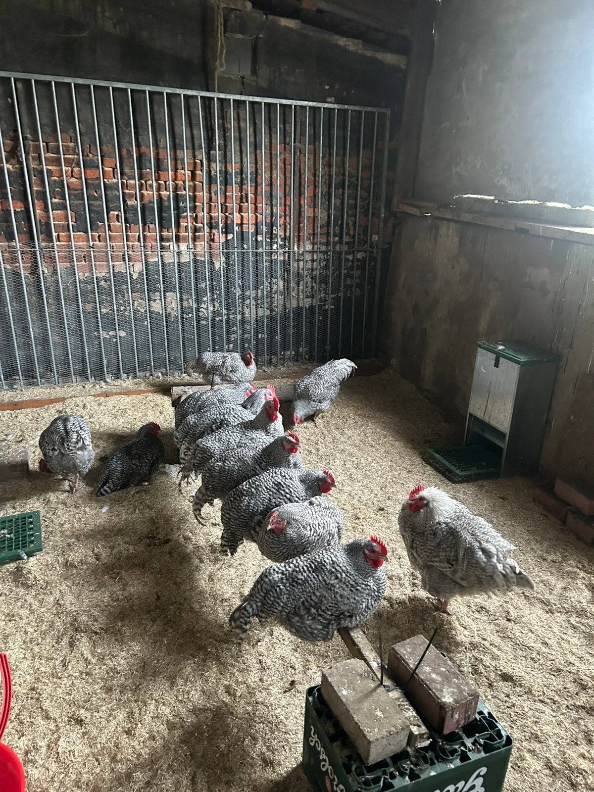 Noord Hollandse Blauwe Hanen, Dieren en Toebehoren, Mannelijk, Kip