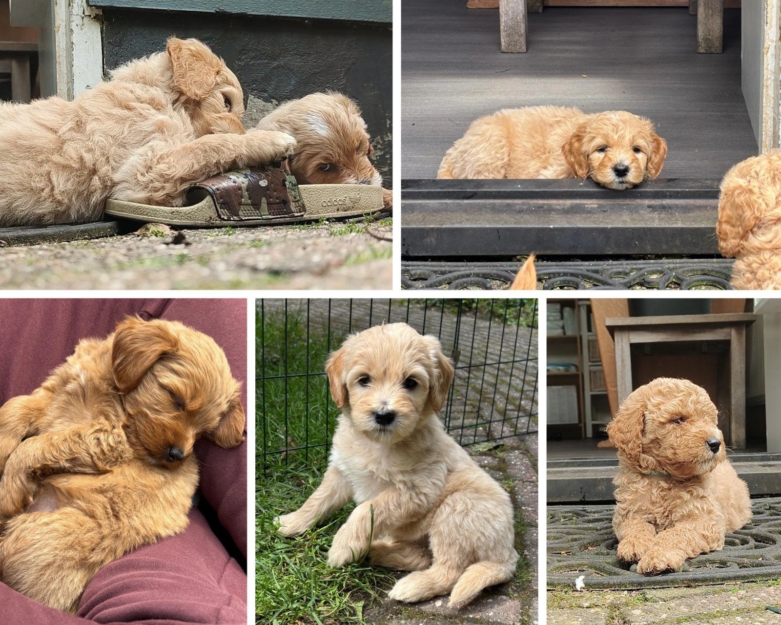 Golden Doodle Pups - Medium, 8 tot 15 weken, Parvo, Meerdere, Meerdere dieren
