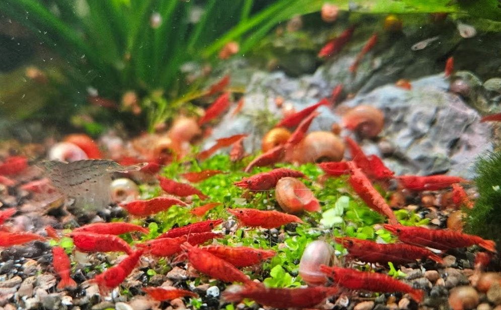 Rode neocaridina vuurgarnalen, Kreeft, Krab of Garnaal, Zoetwatervis