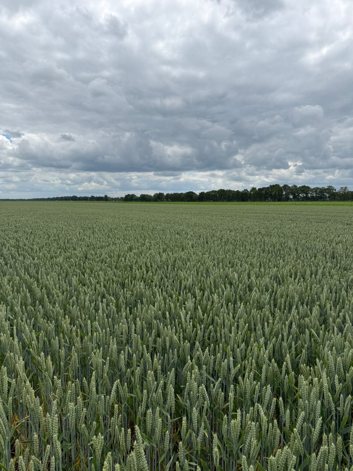 Stropakken / tarwestro / strobalen, Toebehoren