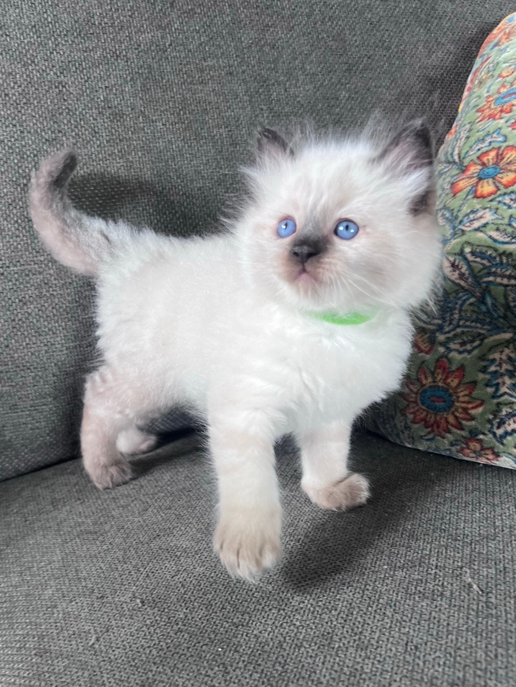 Ragdoll kittens kitten ( nog 2 beschikbaar), Meerdere dieren