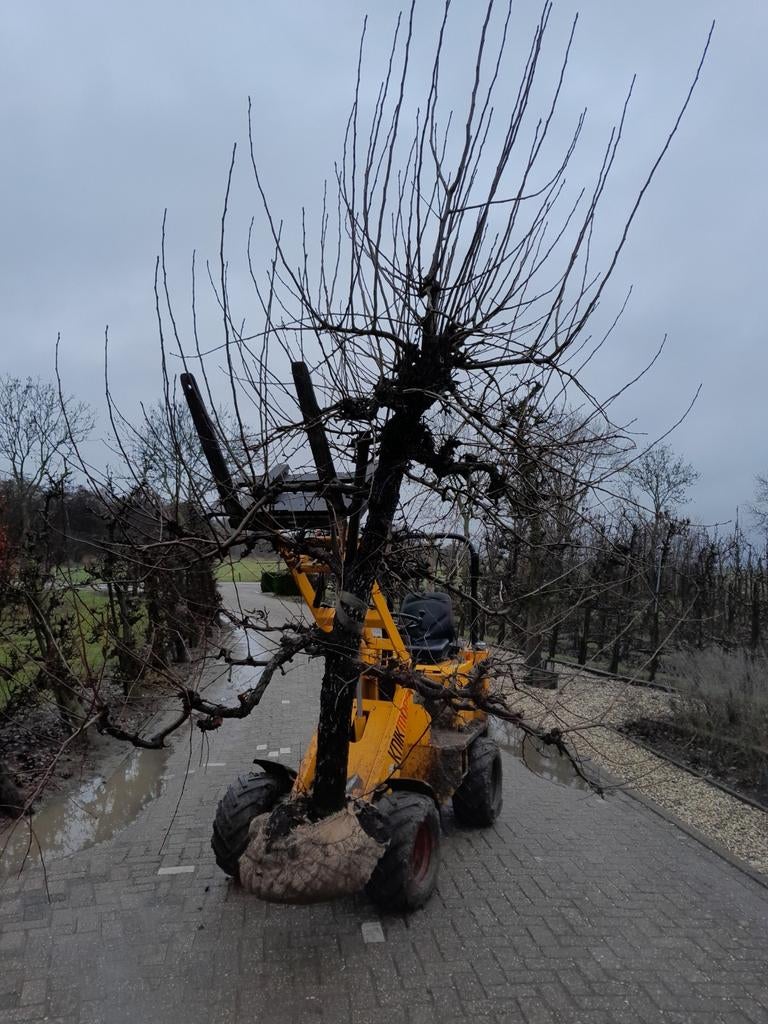 Oude perenbomen, Ophalen