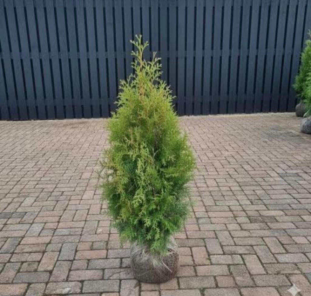 BUITENKANS 60 x coniferen 125/150, Ophalen of Verzenden, Conifeer, 100 tot 250 cm
