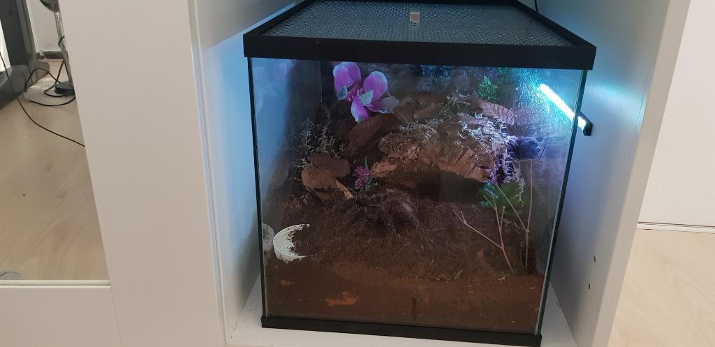 Terrarium voor vogelspinnen en reptielen, Ophalen of Verzenden, Nieuw, Terrarium of Paludarium