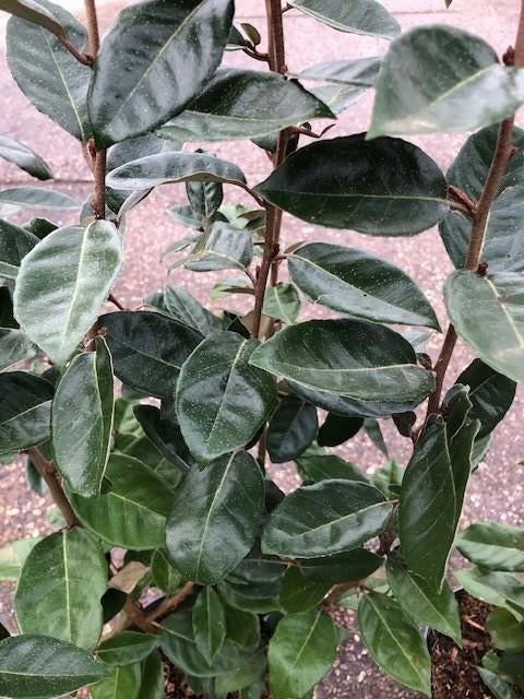Nieuw binnen, Elaeagnus ebbingei, Olijfwilg 100-120 cm, Ophalen of Verzenden, Overige soorten, Haag, Minder dan 100 cm