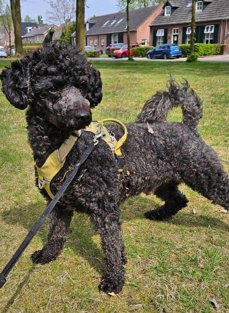 Dekreu midden slag poedel. Getest, schofthoogte 43 cm, Reu, Parvo, Eén hond, 3 tot 5 jaar