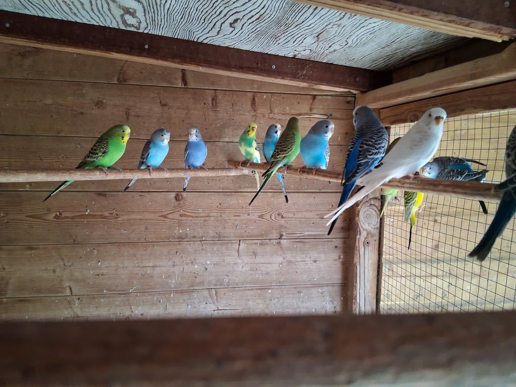 Hele mooie grasparkieten, Dieren en Toebehoren, Vogels | Parkieten en Papegaaien, Meerdere dieren, Parkiet, Geringd