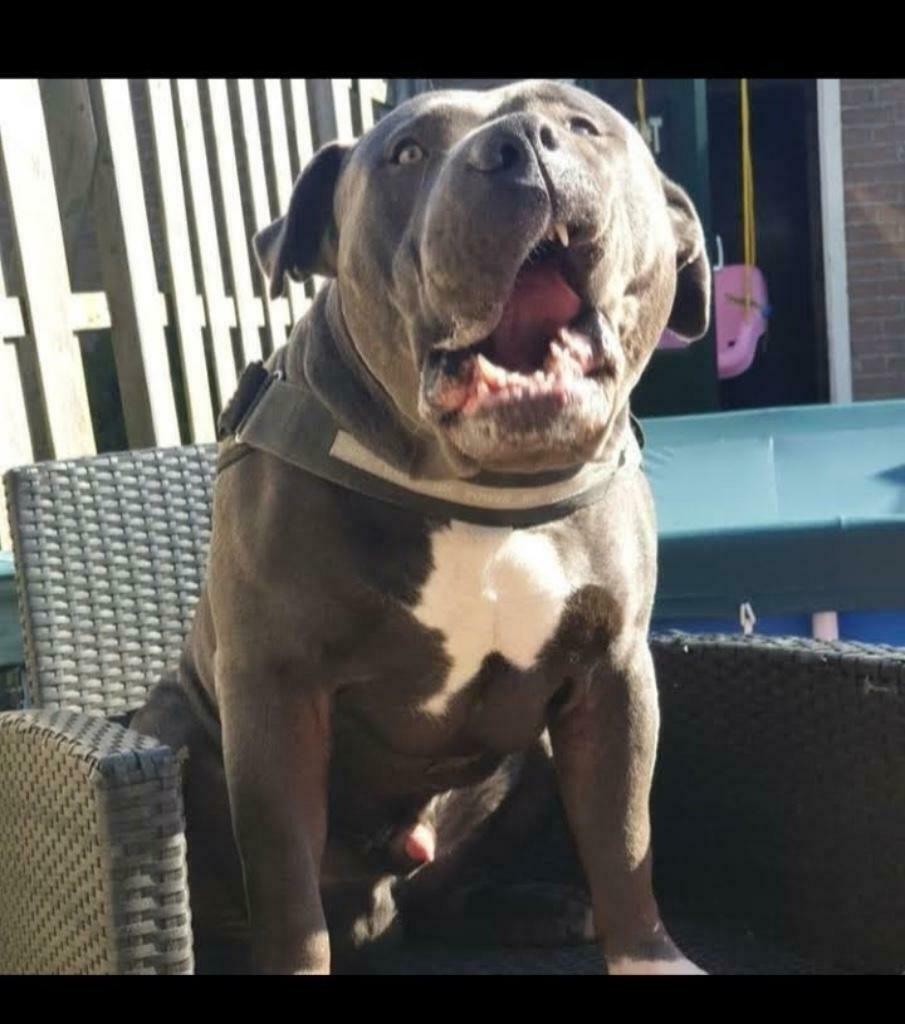 Amerikaanse Bully XL Dekreu, Nederland, Reu, Eén hond, 3 tot 5 jaar