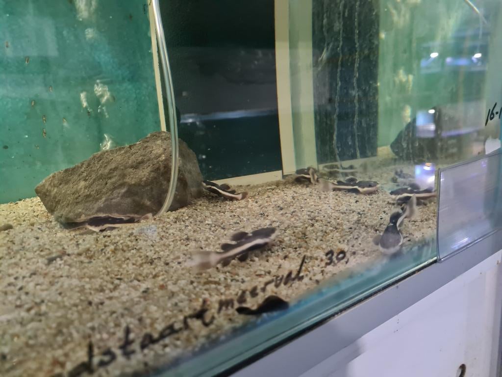 Roodstaartmeerval, rtc, Phractocephalus Hemioliopterus, Dieren en Toebehoren, Vissen | Aquariumvissen, Vis, Zoetwatervis