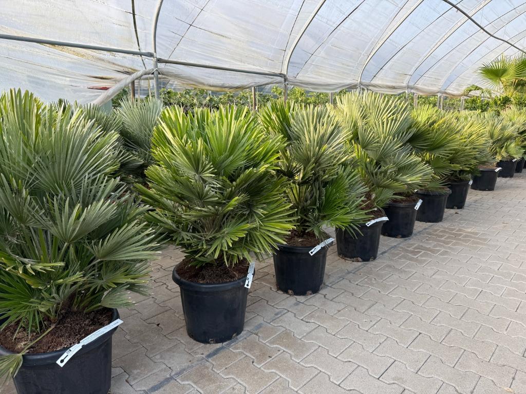 Chamaerops humilis 'Vulcano' palmboom / palmbomen te koop!!