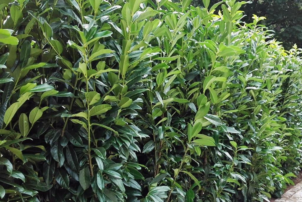 Prunus laurier novita genolia lusitanica angustifolia, Ophalen, Laurier, Haag, 100 tot 250 cm